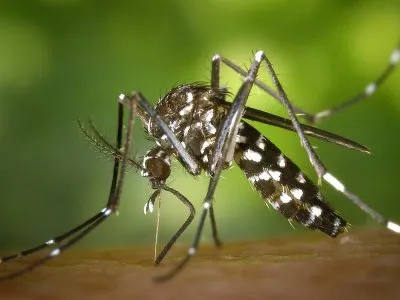 mosquito-aedes-aegypti-1200jpg