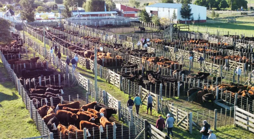 thumb_remate-terneros-del-tuyu-35