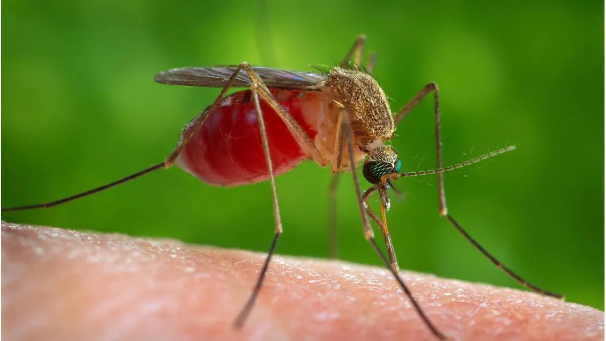 mosquito-culexjpg