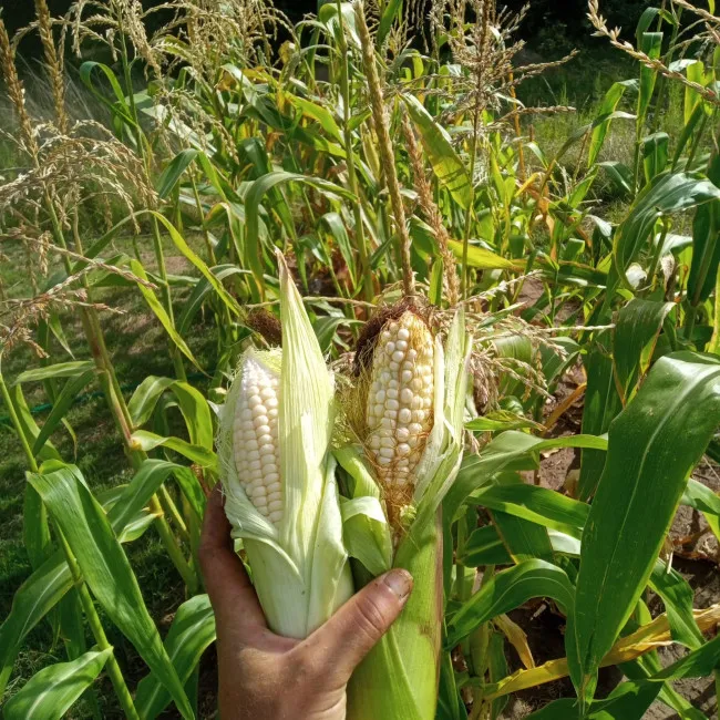 whatsapp-image-2026-01-28-at-092104-1_64