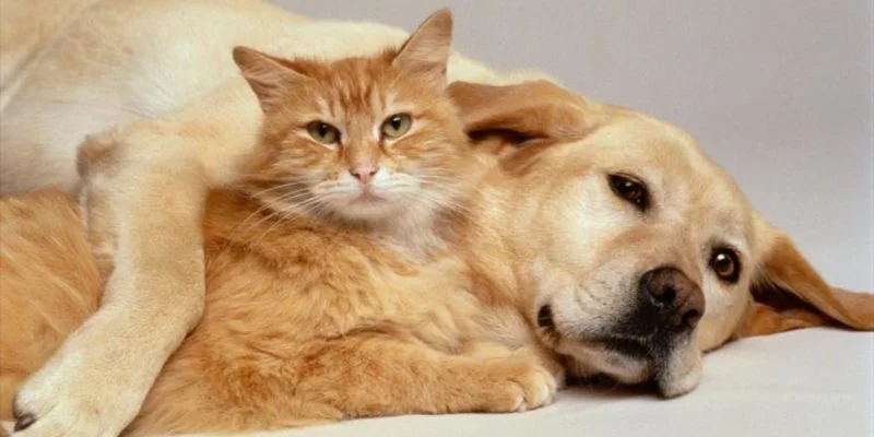 perro-y-gato-800x400