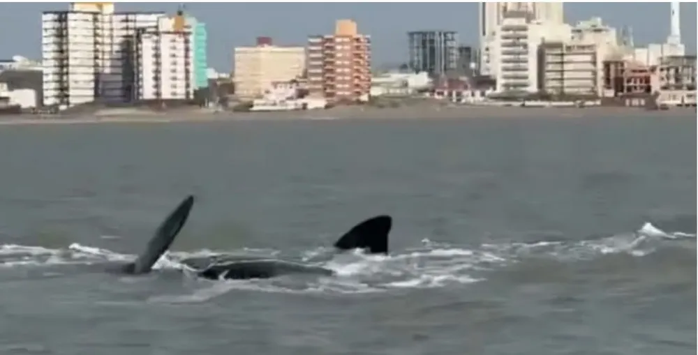 928d2ae3-cf1e-4f7e-82fa-b1999f98264a