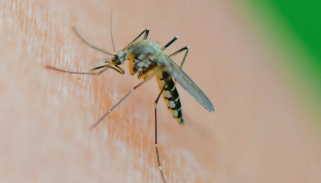 mosquito